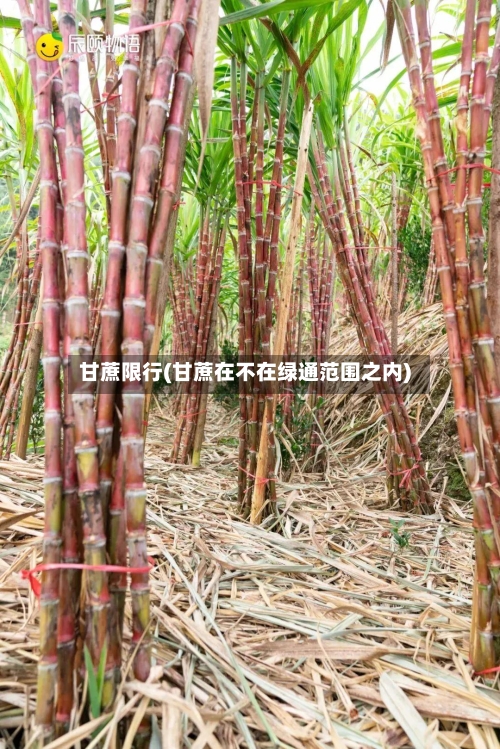 甘蔗限行(甘蔗在不在绿通范围之内)-第2张图片