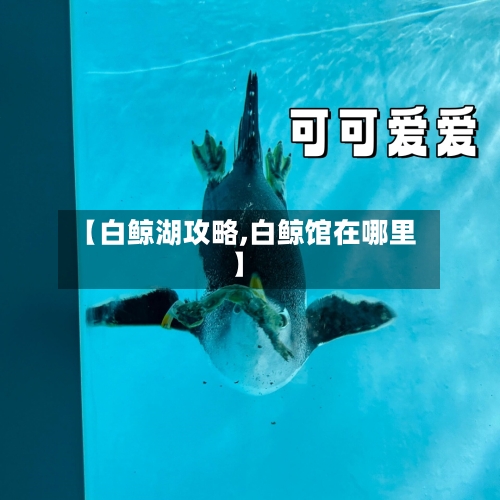 【白鲸湖攻略,白鲸馆在哪里】-第2张图片